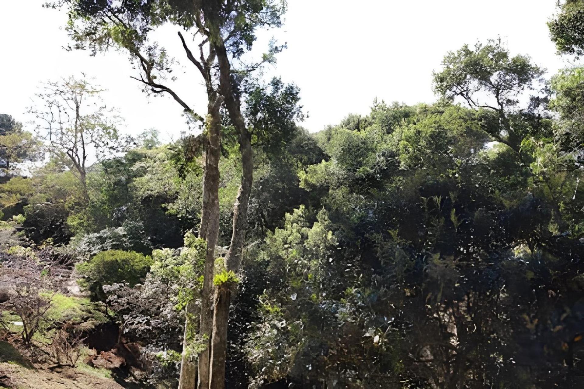 Campos do Jordão Chale Iris - Recanto Veky מראה חיצוני תמונה